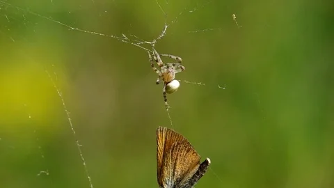 Butterfly in a spider's web Stock Footage 74168049
