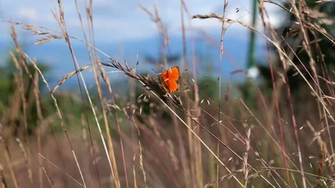 Butterfly on a spikelet in the mountains Stock Footage 247390260