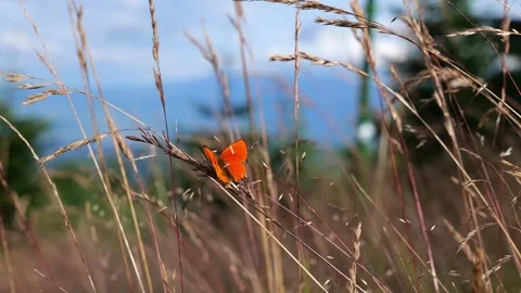 Butterfly on a spikelet in the mountains Stock Footage 247390371