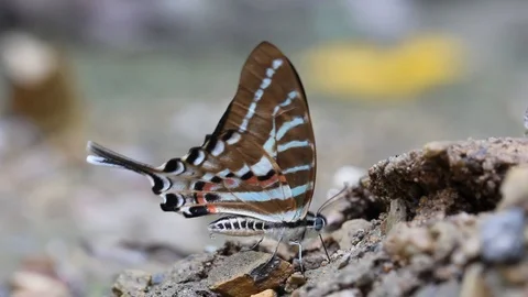 Butterfly,The Spot Swordtail Graphium nomius swinhoei Moore Video stock 108881370