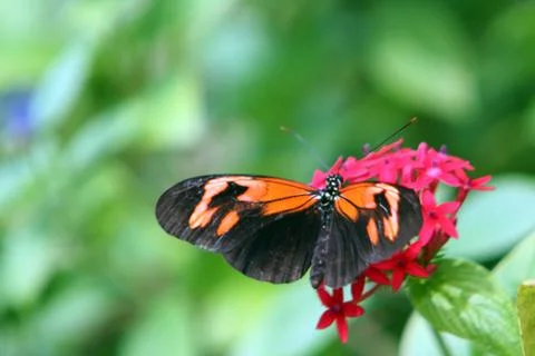 Butterfly Spread Stockfoto's