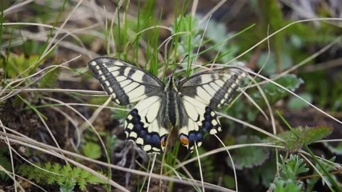 Butterfly with spread wings in the grass close-up. Large swallowtail in greenery Stock Footage 156724776