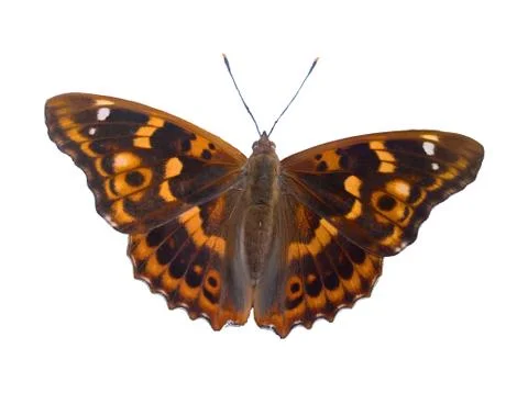 Butterfly Spreaded Isolated Stock Photos