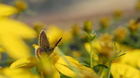 Butterfly Spreading Wings on Yellow Flower, Slow Motion Macro Close-Up Stock Footage 282863243