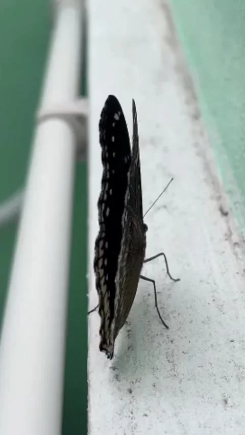 Butterfly spreads its wings Stock Footage 321458258