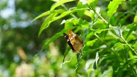 A butterfly spreads its wings while sitting on a leaf. 스톡 동영상 156237733