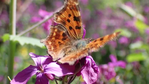 Butterfly in spring on blooming flower Stock Footage 157871040