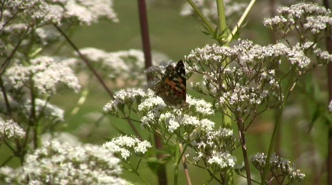 Butterfly in spring Stock Footage 435660