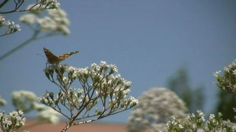 Butterfly in spring Stock Footage 435861