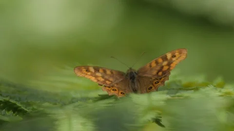 Butterfly Spring Garden Stock Footage 113682210