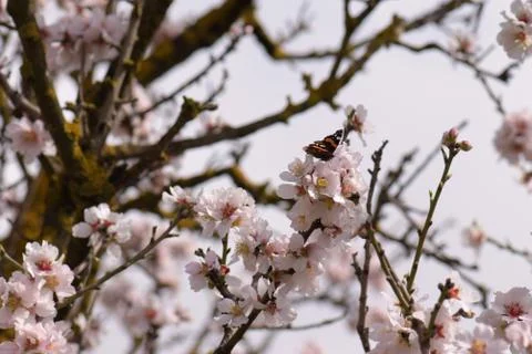 Butterfly springtime flowers Foto stock