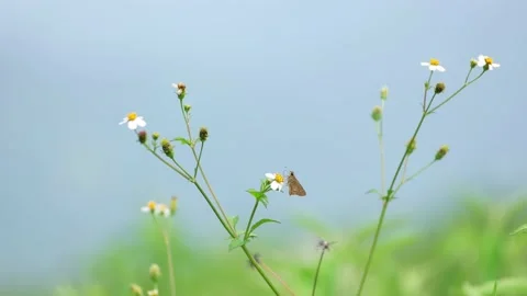Butterfly in Sri Lanka Vídeos de archivo 174919711