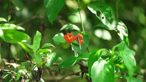 Butterfly in Sri Lanka Video stock 174920922