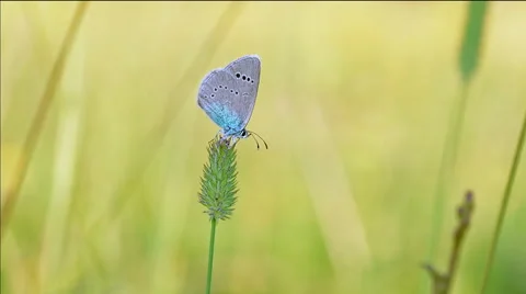 Butterfly on a stalk of grass. Stock Footage 51260325