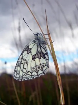 Butterfly on the stalk Stock Photos