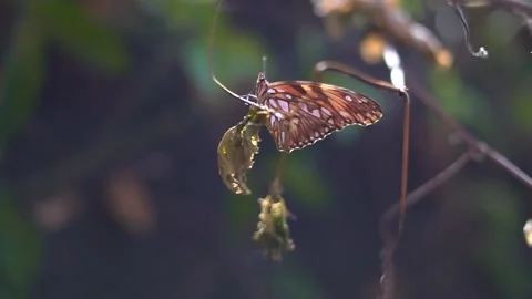 Butterfly standing on dry leaf Stock Footage 157499192