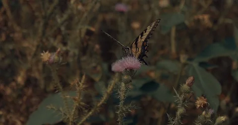 Butterfly Standing On A Flower Stock-Footage 93901227