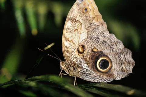 Butterfly standing on leaf with tip up wings 스톡 사진