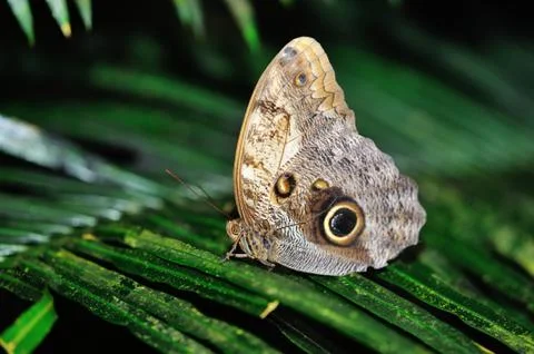 Butterfly standing on leaf with tip up wings Stockfoto's