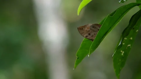 Butterfly staying on the shaking leaf Stock Footage 56348105