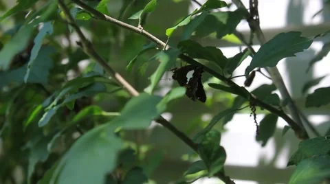Butterfly on the stem of a bush Stock Footage 53200886