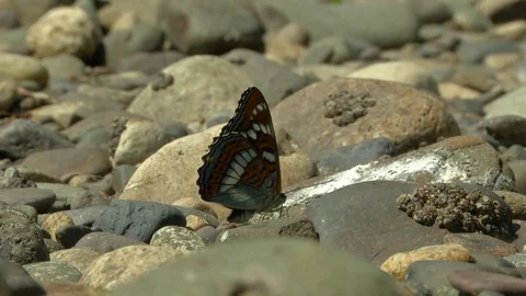 Butterfly on the stone. Stock Footage 115324477