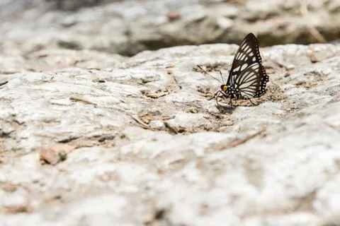 Butterfly on stone Stock Photos