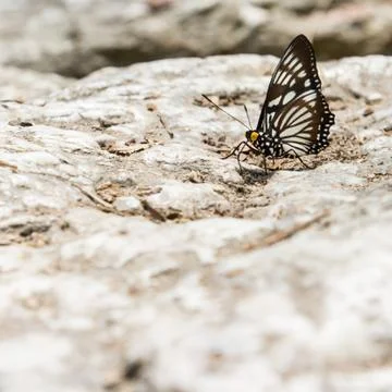 Butterfly on stone Stock-Fotos
