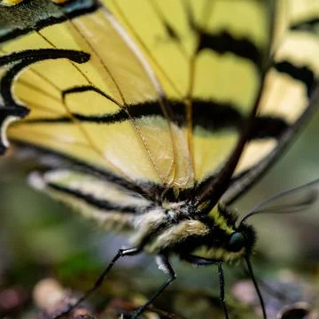 Butterfly Stops for Drink Фото