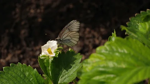 Butterfly on strawberry flowers Stock Footage 201486199
