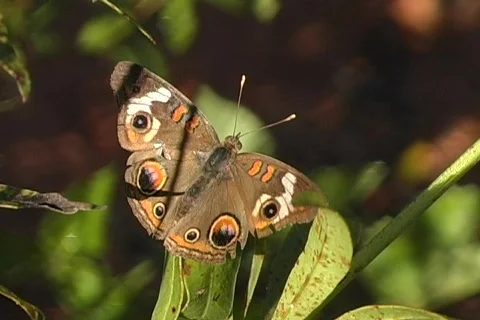 Butterfly Stretching Wings Video stock 856941