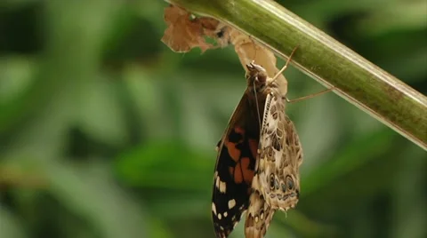 Butterfly stretching wings Stock Footage 22636561