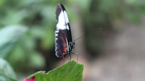 Butterfly stretching wings out on leaf Stock Footage 46763685