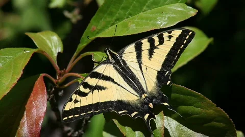 Butterfly in a strong wind Stock Footage 802822
