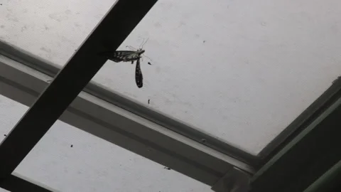 Butterfly is stuck in the cage Vídeos de archivo 169779926