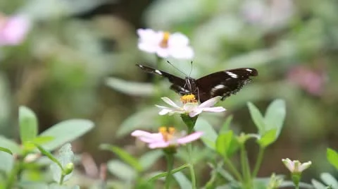 Butterfly Suck Nectar Stock Footage 22007479