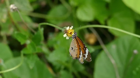 Butterfly Suck Nectar Pollen From Flower Stock Footage 61024658