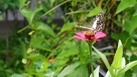 A butterfly sucked nectar from pollen of pink Zinnia flower in the garden. Stock Footage