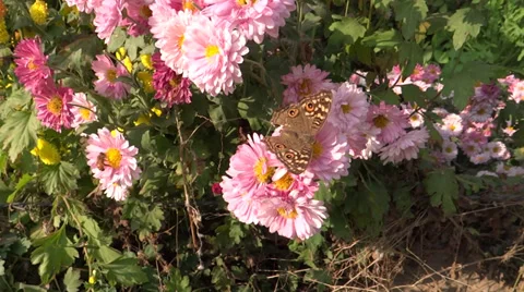 Butterfly sucking the flower nectar Stock Footage 33473647