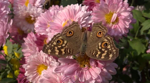 Butterfly sucking the flower nectar Video stock 33473780