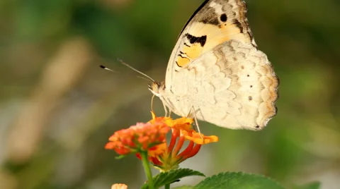 Butterfly sucking nectar, Close up. Stock Footage 41281123