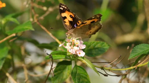Butterfly sucking nectar, Close up. Stock Footage 41283707