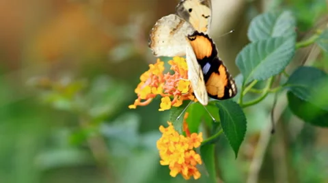 Butterfly sucking nectar, Close up. Stock Footage 41283898