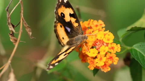 Butterfly sucking nectar, Close up. Stock Footage 41293254