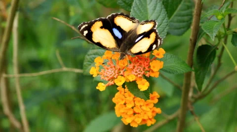Butterfly sucking nectar, Close up. Stock Footage 41293744