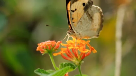 Butterfly sucking nectar, Close up. Stock Footage 41293759