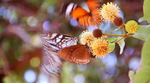 Butterfly  sucking nectar Stock Footage 25932131