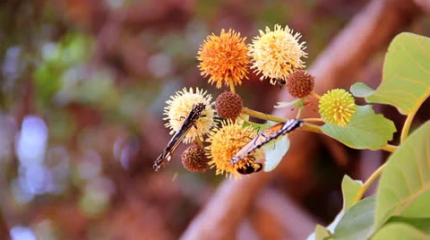Butterfly  sucking nectar Stock Footage 25932664