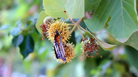 Butterfly  sucking nectar Stock Footage 25932889