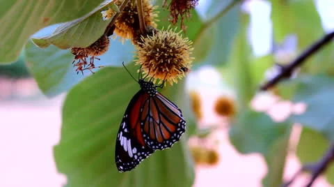 Butterfly  sucking nectar Stock Footage 25933281